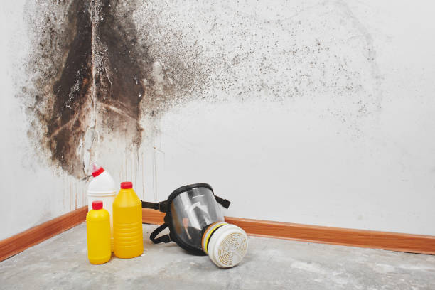 Best Mold Remediation Services  in Cleburne, TX