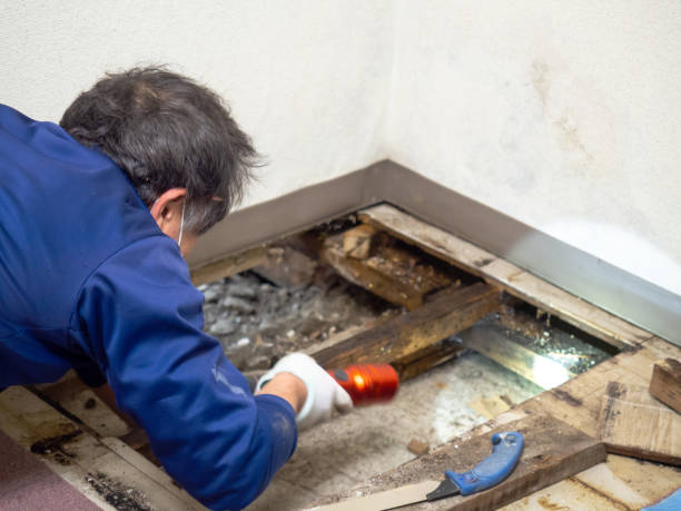 Best Crawl Space Mold Removal  in Cleburne, TX