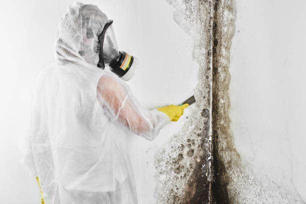 Best Black Mold Removal  in Cleburne, TX