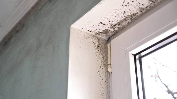 Best Crawl Space Mold Removal  in Cleburne, TX