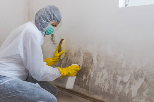 Best Mold Damage Repair  in Cleburne, TX