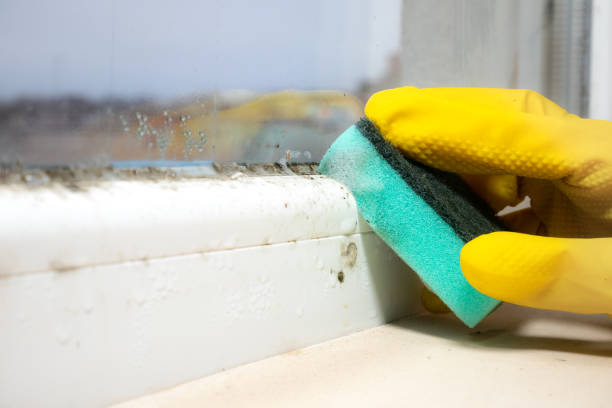 Best Attic Mold Removal  in Cleburne, TX