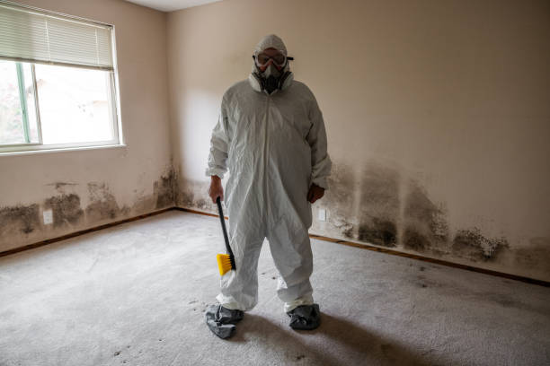 Mold Removal and Inspection in Cleburne, TX