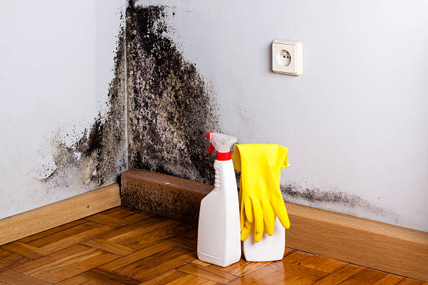 Best Mold Removal and Inspection  in Cleburne, TX