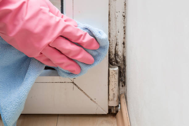 Best Mold Cleaning Services  in Cleburne, TX