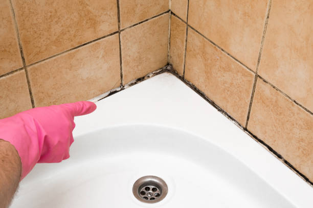 Best Same-Day Mold Removal  in Cleburne, TX