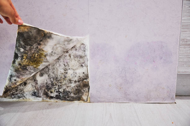 Best Black Mold Removal  in Cleburne, TX